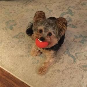 Meet your Posher, Cindy harrington